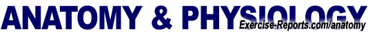 Exercise-Reports.com Anatomy & Physiology