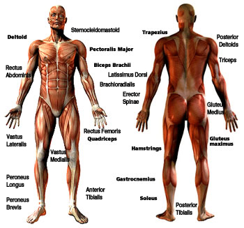 Muscle Injury Map