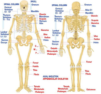 Skeleton Injury Map
