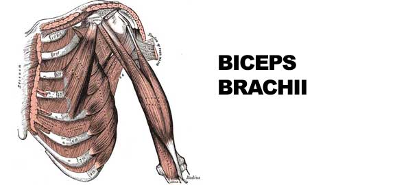 bicepsbrachii595x270