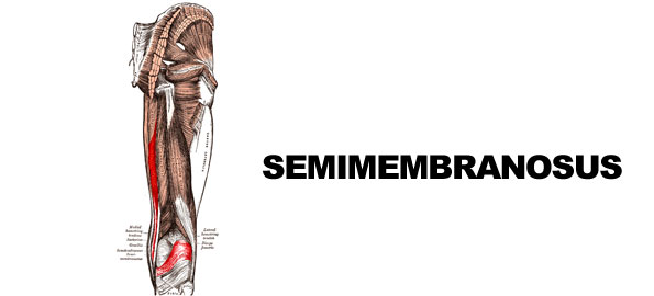 semimembranosus595x270