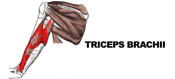 tricepsbrachii595x2701