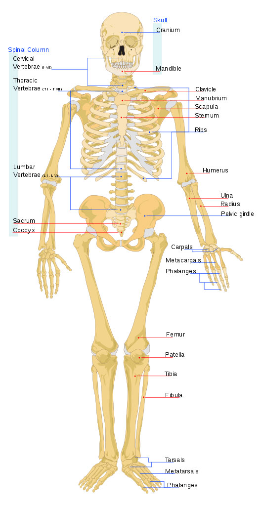 Human Skeleton Front