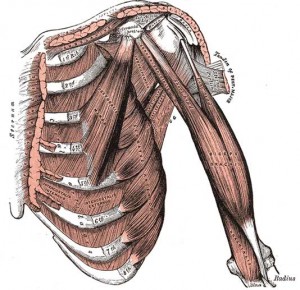 g411bicepsbrachii