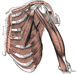 Biceps Brachii
