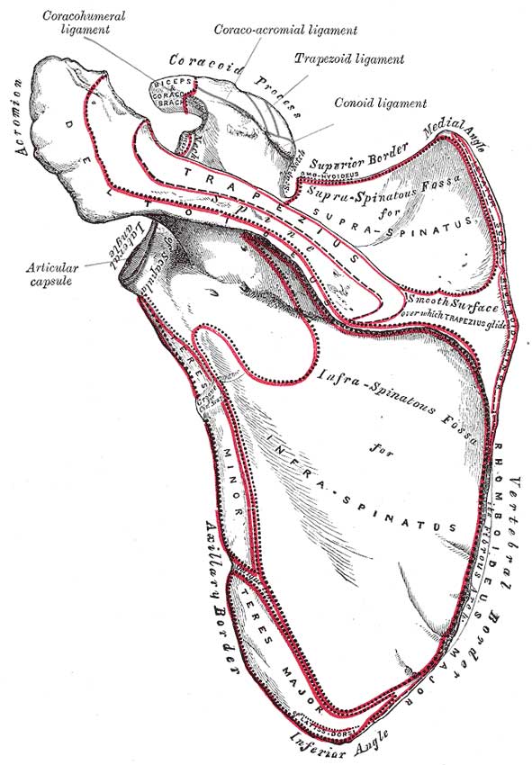 Scapula dorsal surface Gray203