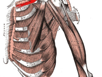 Subclavius Muscle Gray 411 subclavius