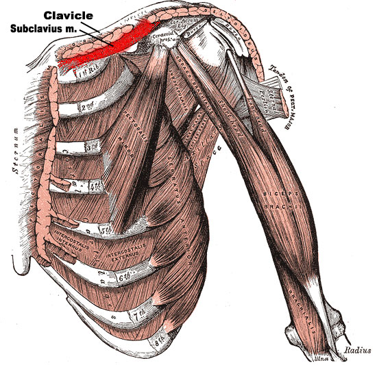 Subclavius Muscle Gray 411 subclavius