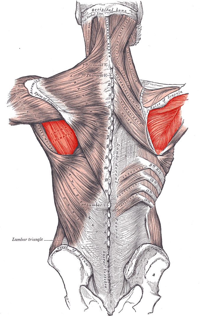 Häggström, Mikael (2014). "Medical gallery of Mikael Häggström 2014". WikiJournal of Medicine 1 (2). DOI:10.15347/wjm/2014.008. ISSN 2002-4436. Public Domain. or By Mikael Häggström, used with permission. - Image:Gray409.png